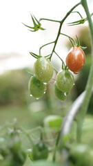 tomates cerises et gouttes d'eau
