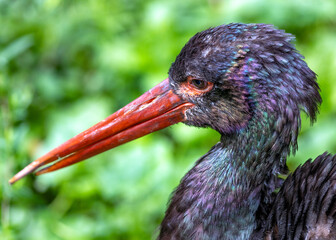 Black Stork (Ciconia nigra) Outdoors