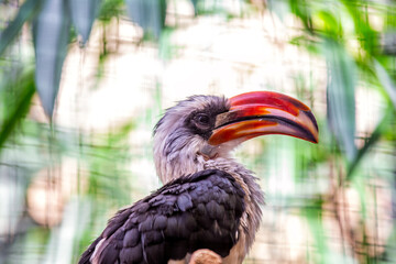 Von der Decken's Hornbill (Tockus deckeni) Outdoors
