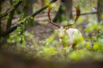 Fallow deer male (dama dama) in the forest.	