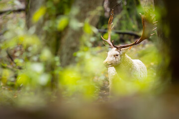 Fallow deer male (dama dama) in autumn fores