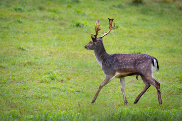 Naklejka na ściany i meble Fallow deer male (dama dama) in the meadow.