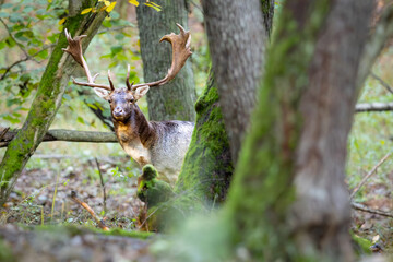 Naklejka na ściany i meble Fallow deer male (dama dama) in autumn fores