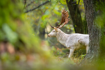 Fallow deer male (dama dama) in the forest.	