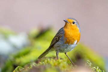 Erithacus rubecula. European robin sitting on the branch in the forest.