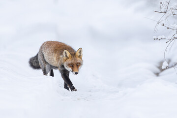 Red Fox (Vulpes vulpes) in winter time . Red fox walking through the white snow in wintertime. Wildlife scenery.