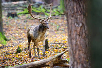 Fallow deer male (dama dama) in the forest.	