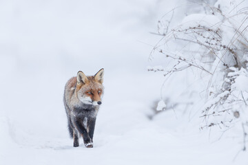 Red Fox (Vulpes vulpes) in winter time . Red fox walking through the white snow in wintertime. Wildlife scenery.