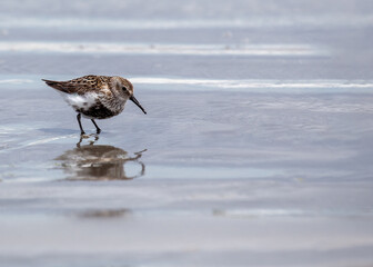 Dunlin (Calidris alpina) Outdoors