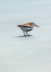 Dunlin (Calidris alpina) Outdoors