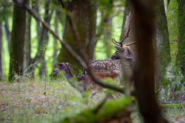 Fallow deer male (dama dama) in autumn fores