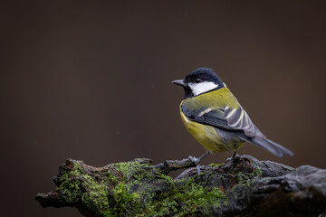 Great Tit (Parus Major) on branch. Wildlife scenery.	