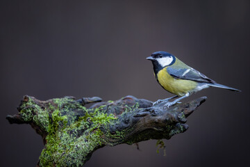 Great Tit (Parus Major) on branch. Wildlife scenery.	