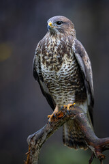 Common buzzard (Buteo buteo) Birds of prey  on branch. Wildlife scenery. Predator.