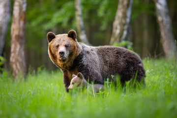 bear and bear cub in the meadow. animals in natural habitat. (ursus arctos) .	
