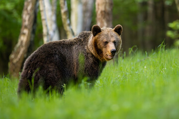 Fototapeta premium Brown bear (Ursus arctos) walking among birch trees in spring forest, alert expression, thick fur, natural habitat, wild nature, peaceful wildlife scene, soft light, blurred green background.