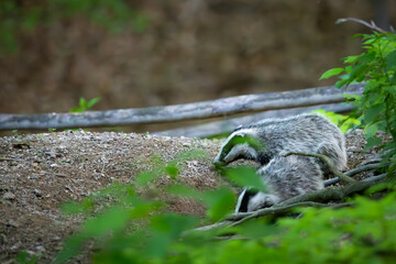 European Badger (Meles meles) in evening next to his burrow. Wild animal in natural habitat.  © Branislav