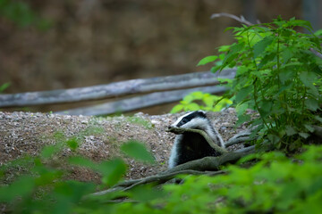 European Badger (Meles meles) in evening next to his burrow. Wild animal in natural habitat.  © Branislav