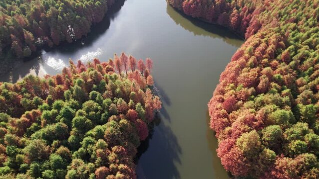 Drone aerial above Shanghu lake park panning around redwood trees surrounded by redwood forests and lake in sunny autumn day in Changshu, Suzhou, Jiangsu, China, 4k real time footage high angle view.