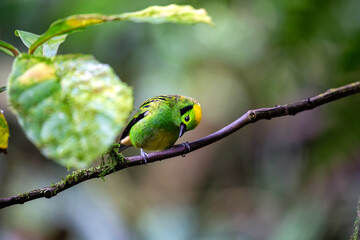 Emerald Tanager (Tangara florida) Outdoors