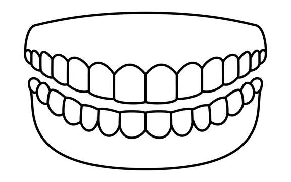 Dental, illustration of image of healthy and clean teeth, 14 upper and lower teeth and gums