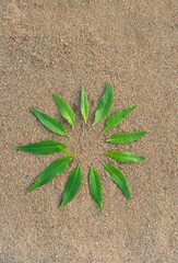 green leaves on sand, natural abstract background. mandala, round pattern of fresh plant leaves....