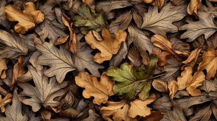 Texture of dry oak leaves. Autumn background with fallen leaves. - obrazy, fototapety, plakaty