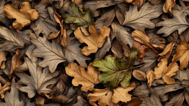 Texture of dry oak leaves. Autumn background with fallen leaves.