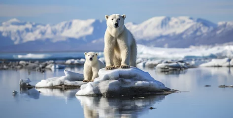 Fototapete polar bear in the ice, polar bear in the region, polar bear, drones catching bear in snow,  © Yasir