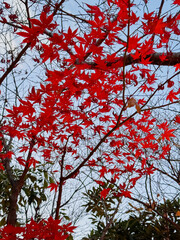 都心散歩　日比谷～銀座～浜離宮