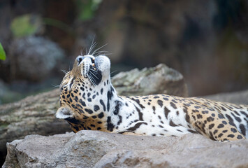 beautiful tiger in the park