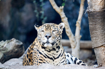beautiful tiger in the park