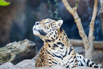beautiful tiger in the park