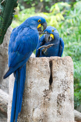 beautiful parrots