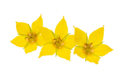 loosestrife flower isolated