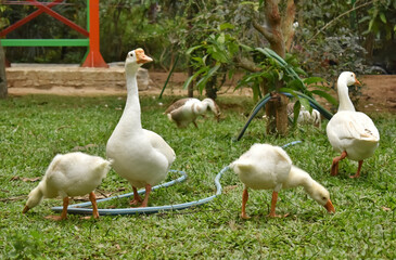 Obraz premium A closeup picture of a domestic goose in a garden area.