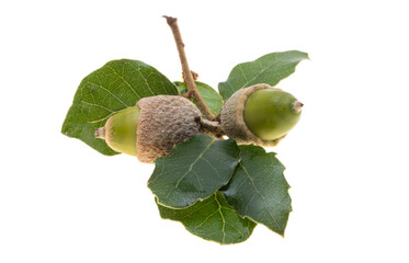 holm oak acorn isolated