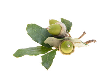holm oak acorn isolated