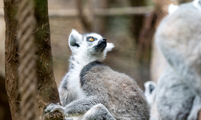 beautiful lamur