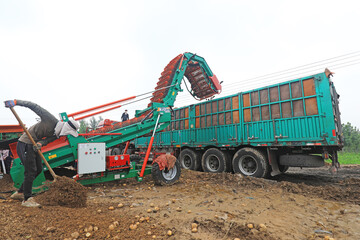 Farmers use conveyors to transport potatoes in the fields.
