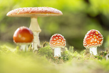 Close up of toadstool mushrooms, fly agaric on the forest floor, Bavaria, Germany