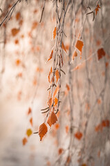 Tło zimowe, poranny szron na drzewach (Winter background, morning frost on the trees)	 - obrazy, fototapety, plakaty