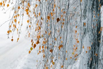 Tło zimowe, poranny szron na drzewach (Winter background, morning frost on the trees)	