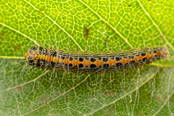 Lepidoptera insect larvae inhabits the leaves of wild plants