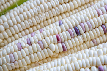 Macro photos of corn seeds