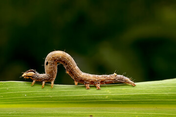 Lepidoptera larvae crawl on the leaves of wild plants for food