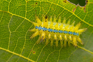 Limacodidae larva inhabits the leaves of wild plants