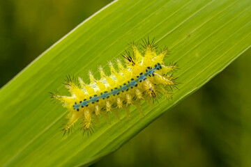 Limacodidae larva inhabits the leaves of wild plants