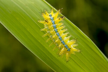 Limacodidae larva inhabits the leaves of wild plants