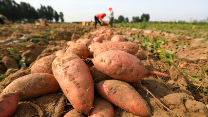 Farmers are harvesting sweet potatoes in the fields.